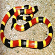coral snake